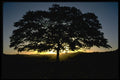 482048 Tree And Sunrise, New Zealand A4 Photo Print