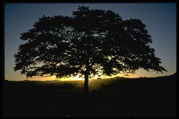 482048 Tree And Sunrise, New Zealand A4 Photo Print
