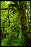 482049 Hoh Rain Forest, Washington State, USA A4 Photo Print