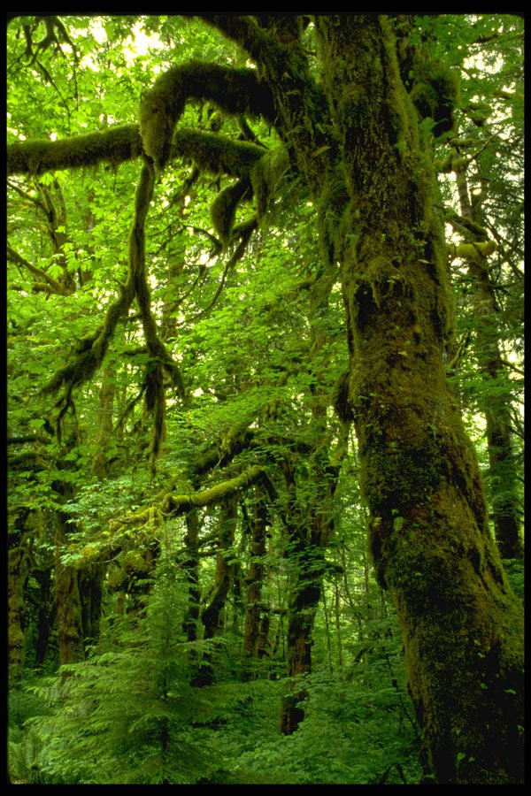 482049 Hoh Rain Forest, Washington State, USA A4 Photo Print