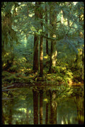 482050 Ethereal Forest Pool, Stillaguamish River, Washington, USA A4 Photo Print
