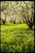 482051 Fruit Trees In Bloom, Hood River, Oregon, USA A4 Photo Print