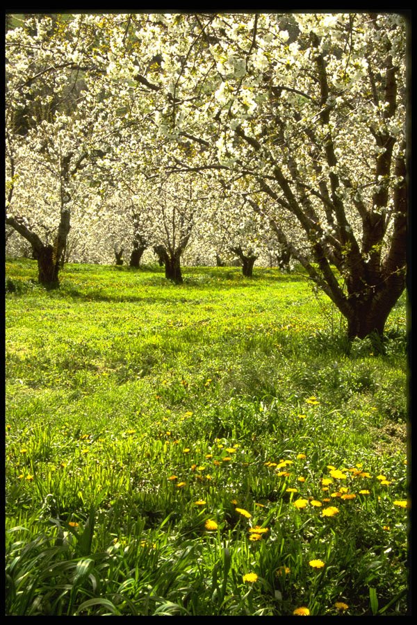 482051 Fruit Trees In Bloom, Hood River, Oregon, USA A4 Photo Print