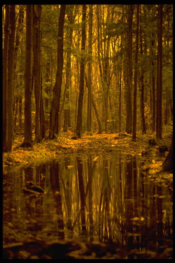 482052 Sepia toned Trees A4 Photo Print