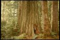 482054 Giant Tree On Vancouver Island, British Columbia, Canada A4 Photo Print