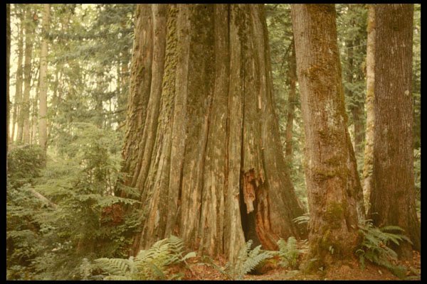 482054 Giant Tree On Vancouver Island, British Columbia, Canada A4 Photo Print