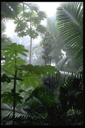 482055 View Of El Yunque Rain Forest, Puerto Rico A4 Photo Print