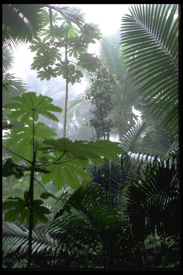 482055 View Of El Yunque Rain Forest, Puerto Rico A4 Photo Print