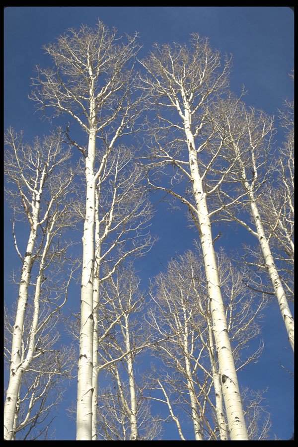 482056 Aspens, San Francisco Mountains, California, USA A4 Photo Print