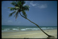 482059 A Coconut Tree On A Sandy Beach, Goa, India A4 Photo Print