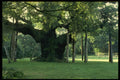 482060 Sherwood Forest, England A4 Photo Print