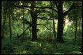 482061 Sherwood Forest, England A4 Photo Print