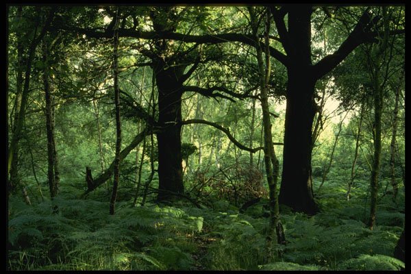 482061 Sherwood Forest, England A4 Photo Print