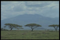 482062 Acacia Trees, Rift Valley, Africa A4 Photo Print