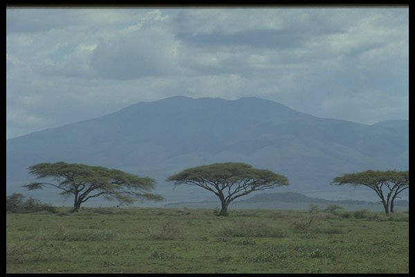 482062 Acacia Trees, Rift Valley, Africa A4 Photo Print