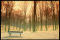 482064 Woodland View, Hampshire, England A4 Photo Print