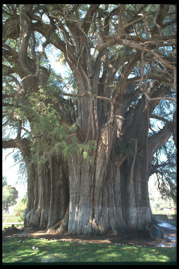 482065 Tule Tree, Mexico A4 Photo Print