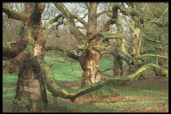 482066 Trees And Woodland, England A4 Photo Print