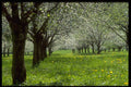 482067 Apple Trees In The Spring A4 Photo Print