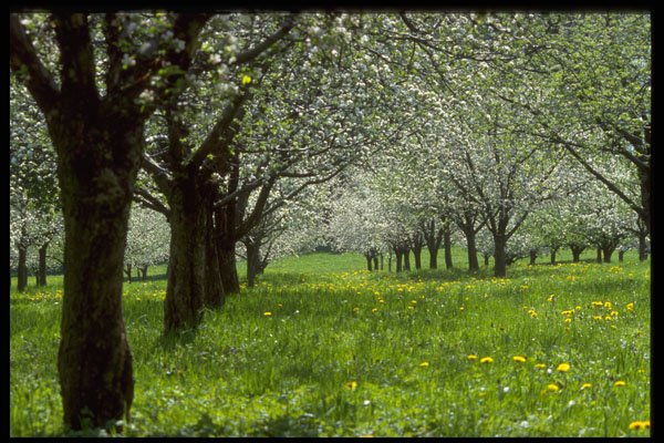 482067 Apple Trees In The Spring A4 Photo Print