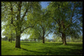 482068 Pear Tree In The Spring A4 Photo Print