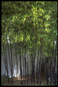 482071 Black Bamboo, Australia A4 Photo Print