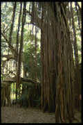482073 Banyan Trees, Darwin, Northern Territory, Australia A4 Photo Print