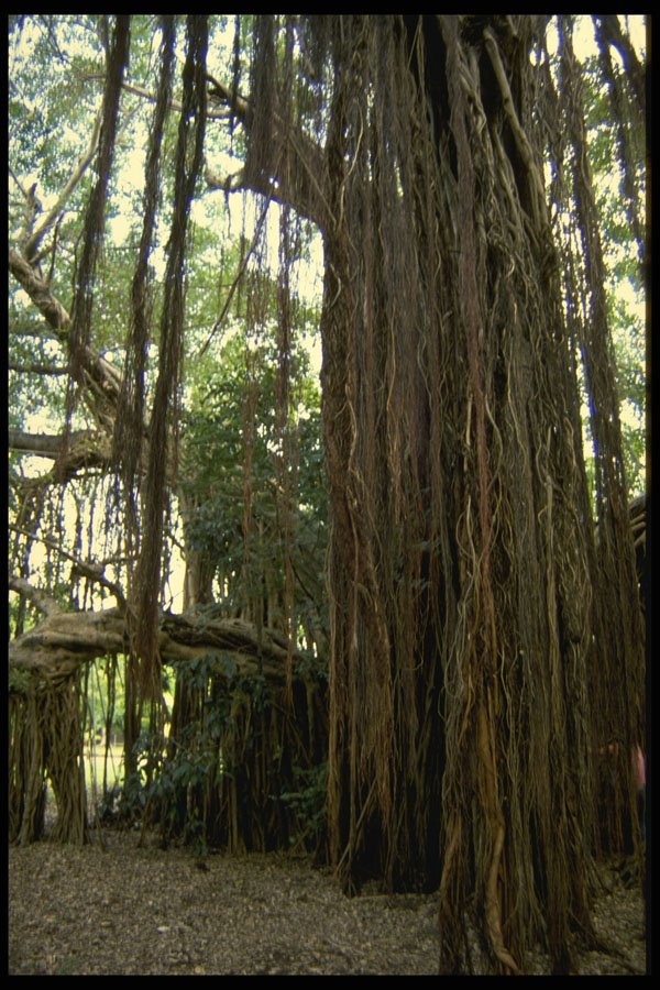 482073 Banyan Trees, Darwin, Northern Territory, Australia A4 Photo Print