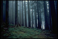 482074 Olympic Rain Forest A4 Photo Print