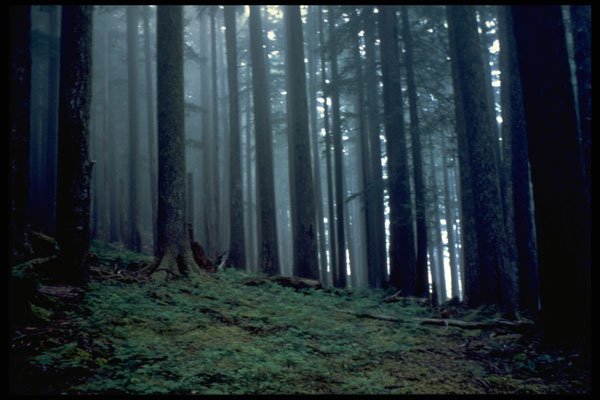 482074 Olympic Rain Forest A4 Photo Print