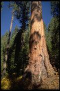 482075 Giant Sequoia A4 Photo Print