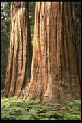 482076 Sequoia, Yosemite National Park, California, USA A4 Photo Print