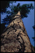 482077 Sentinel Pine A4 Photo Print