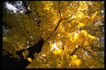 482078 Large Maple Tree In The Fall A4 Photo Print