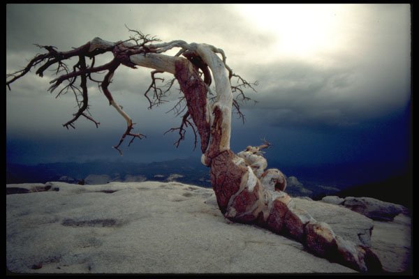 482079 Sentinel Pine, Yosemite, USA A4 Photo Print