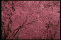 482080 Bright Spring Blossoms On Flowering Plum Trees A4 Photo Print
