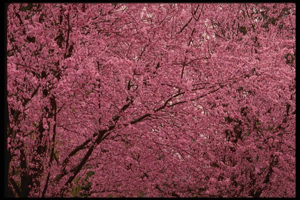482080 Bright Spring Blossoms On Flowering Plum Trees A4 Photo Print