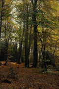 482081 The New Forest, Hampshire, England A4 Photo Print