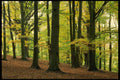 482082 Woodland, UK A4 Photo Print