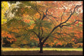 482083 Autumn Trees, UK A4 Photo Print