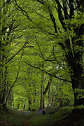 482086 Bluebell Wood, The Blackdown Hius, Somerset, England A4 Photo Print