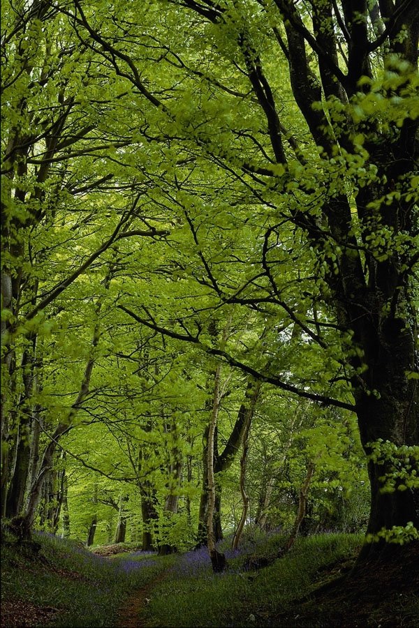 482086 Bluebell Wood, The Blackdown Hius, Somerset, England A4 Photo Print