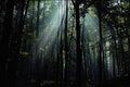 482088 German Forest A4 Photo Print