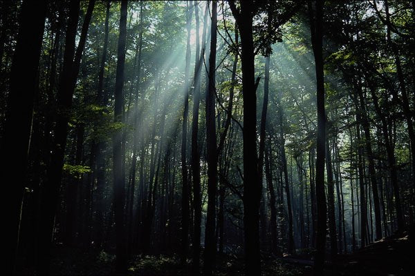 482088 German Forest A4 Photo Print