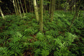 482089 Sensitive Ferns, Forest Floor A4 Photo Print