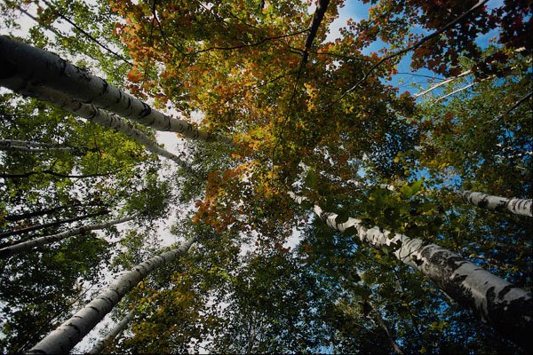 482090 Towering Deciduous Trees A4 Photo Print