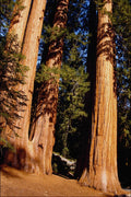 482092 Giant Sequoias, Yosemite National Park, California, USA A4 Photo Print