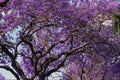 482093 Jacaranda Tree In Spring Bloom A4 Photo Print