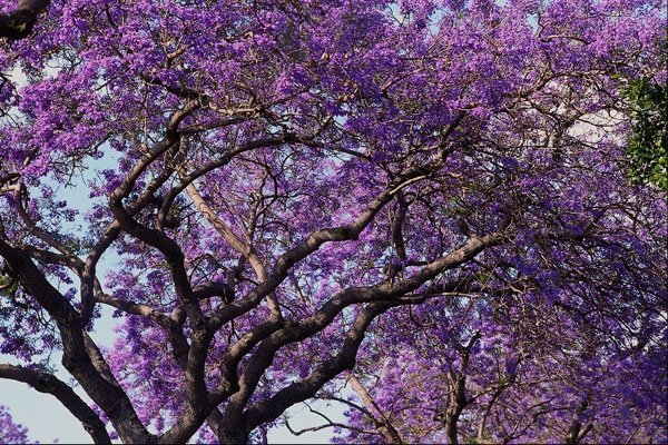482093 Jacaranda Tree In Spring Bloom A4 Photo Print