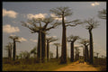 482094 Giant Baobab Grove, Madagascar Island A4 Photo Print